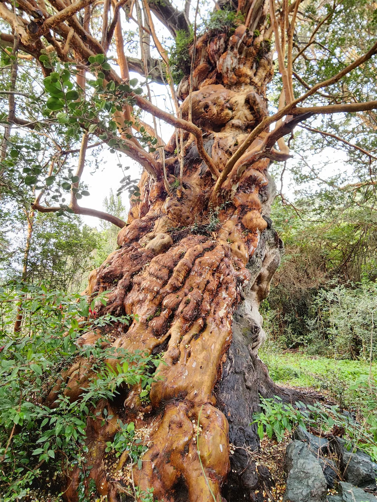 Sendero de Arrayanes - Imagen de 2