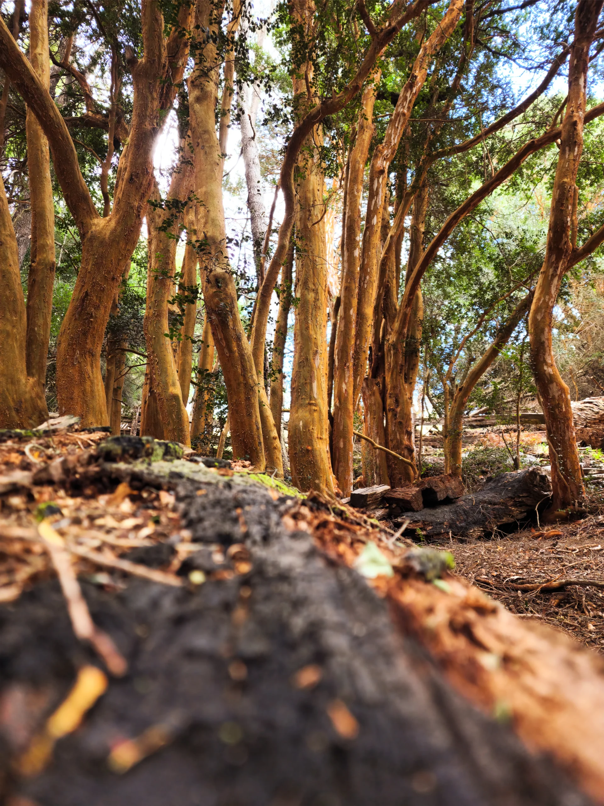 Sendero de Arrayanes - Imagen de 4