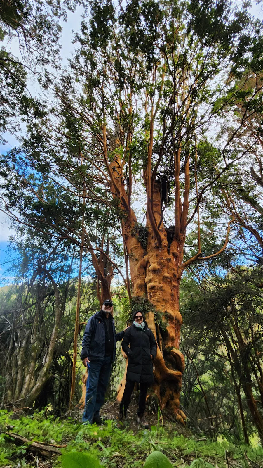 Sendero de Arrayanes - Imagen de 3