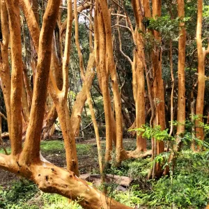 Sendero de Arrayanes