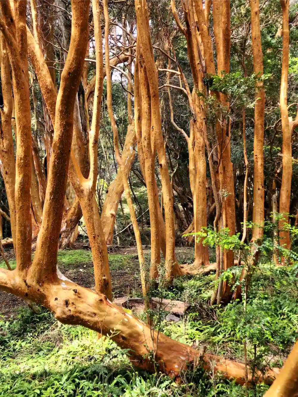 Sendero de Arrayanes