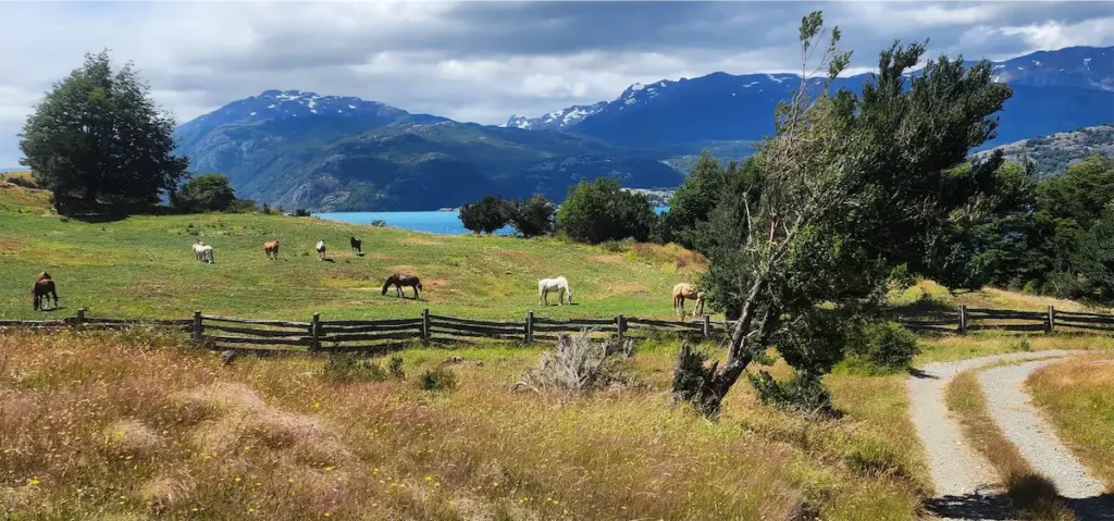 Caballos pastando en una pradera verde bajo el viento patagónico, con las impresionantes aguas turquesas del lago General Carrera y montañas nevadas de fondo. Conoce el General Carrera, lago icónico del sur de Chile, ideal para tu próxima aventura.